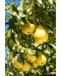 Груша обыкновенная Лимонка (летняя) | Груша звичайна Лимонка (літня) | Pyrus communis Limonka (summer)